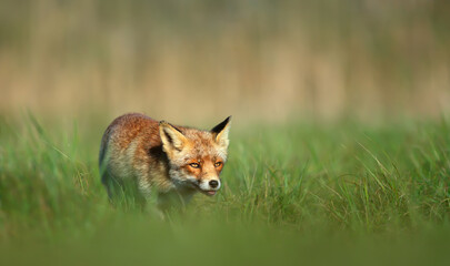 Close up of a Red fox walking in green grass in summer