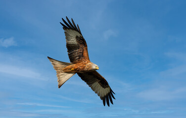 Obraz premium Close up of a Red kite in flight against blue sky