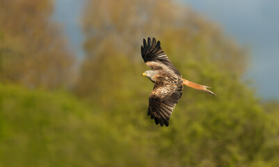 Close up of a Red kite in flight over trees in summer