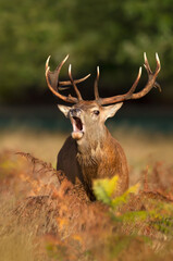 Portrait of a red deer stag calling during rutting season in autumn