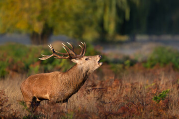 Portrait of a red deer stag calling during rutting season in autumn