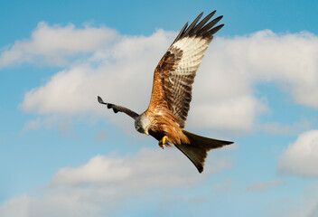 Close up of a Red kite in flight against blue sky