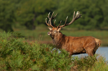 Red Deer stag debout dans les fougères au bord d& 39 un étang