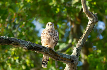 Close up of a common kestrel perched on a tree branch