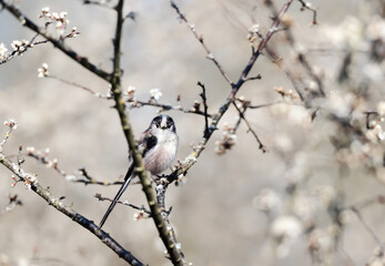 Long tailed tit perched on branch with blossoms in spring