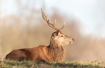Portrait of a red deer stag lying on grass