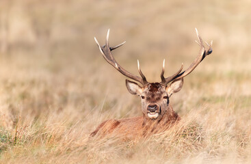 Naklejka na ściany i meble Portrait of a red deer stag lying in grass