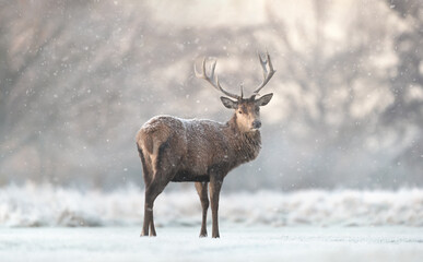 Red deer stag in the falling snow in winter