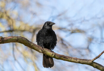 Close up of a Carrion crow perched on a tree branch