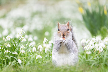 Close-up of a Grey Squirrel eating nut in snowdrops