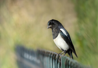 Eurasian Magpie perched on a metal fence in a park