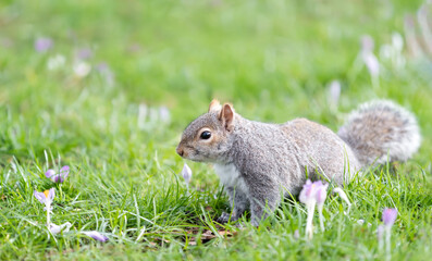 Obraz premium Close-up of a Grey Squirrel in a field with purple crocus