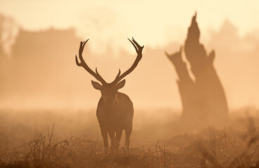Silhouette of a red deer stag at sunrise