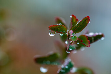Water drops on branch autumn weather cold rain nature macro photography cloud