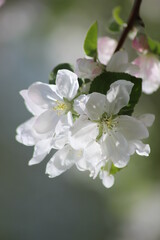 Fototapeta premium White apple blossoms on a background of pink buds. Apple blossom in the orchard.