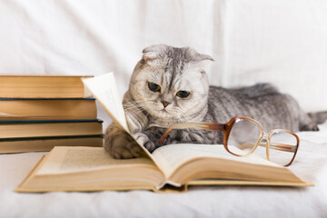 Inquisitive cat lying on open book, flipping through pages