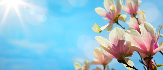 Art spring landscape nature background; Bluming flower against blue sunny sky;