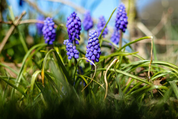 Muscari armeniacum