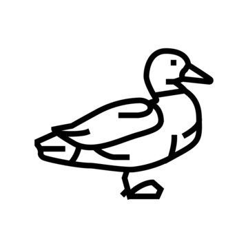 recommend clip art: duck bird line icon vector. duck bird sign. isolated contour symbol black illustration