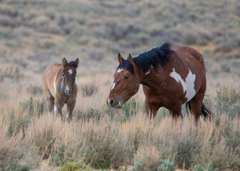 Wild mustang mare and foal feeding on grass in high desert