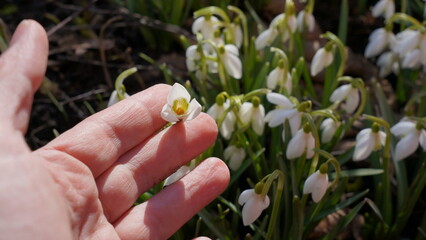 spring flowers snowdrops