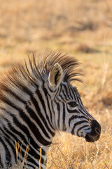 Fototapeta na wymiar Plains Zebra foal, Kruger National Park