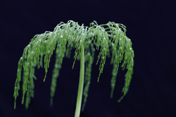 Horsetail plant. Horsetail green grass with dewdrops dew drops on a stalk of Horsetail. Equisetum, snake grass. Wild plants .Equisetum arvense Horsetail in spring. Abstract background of nature.Summer