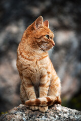 Cat, ottoman cat, turkish cat