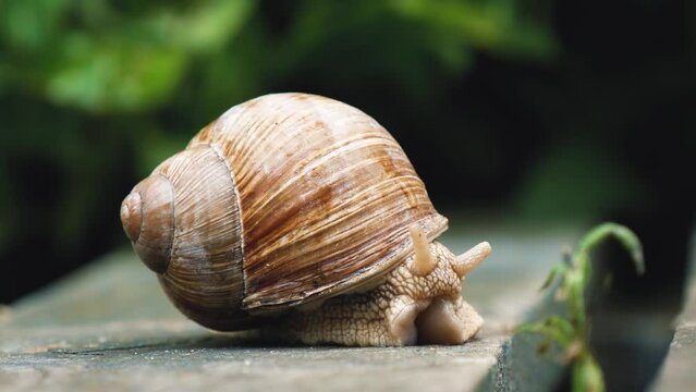Big Beautiful Snail Straightens Under A Shell On A Wooden Surface, Close-Up