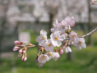 日差しを受けて揺れるソメイヨシノ桜