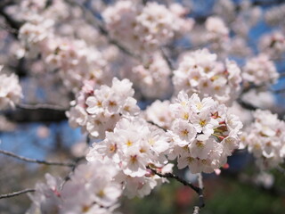 日差しを受けて揺れるソメイヨシノ桜