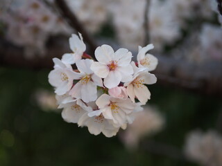 夕暮れに浮かび上がる桜