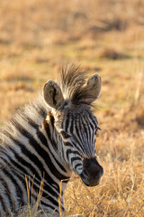 Naklejka premium Plains Zebra foal, Kruger National Park