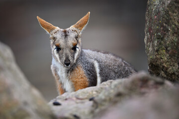 Yellow-footed rock-wallaby behind the stones