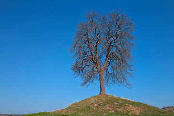 arbre seul au milieu des champs