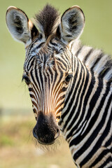 filhote de zebra