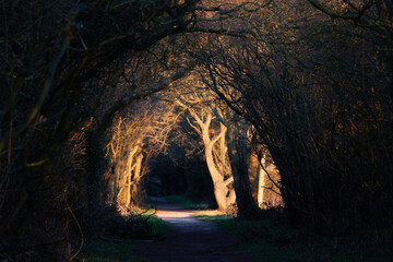 Light in the end of the tunnel. Trees. Countryside.