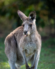 Grey Kangaroo sticking tongue out