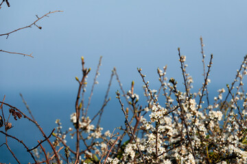 Spring blossom in the UK