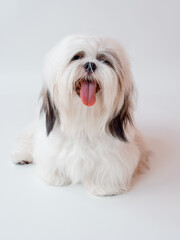 Naklejka na ściany i meble Shih Tzu puppy dog on white background