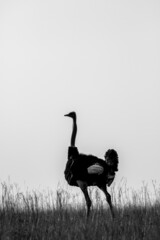 Common Ostrich, Kruger National Park