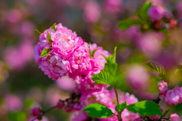 flowering almonds are decorative. spring shrub. almond flowers. Close-up.
