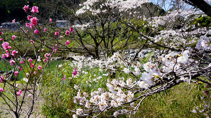 大分県日田市の桜