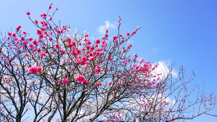 大分県日田市の桜