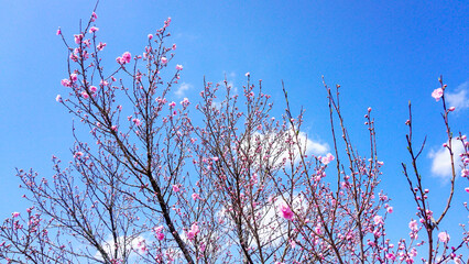 大分県日田市の桜