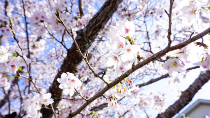 大分県日田市の桜