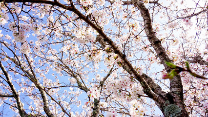 大分県日田市の桜