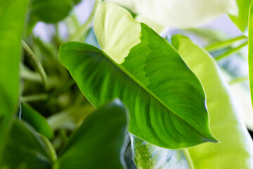 green leaves of a tree.Philodendron Variegated plant.house plant.