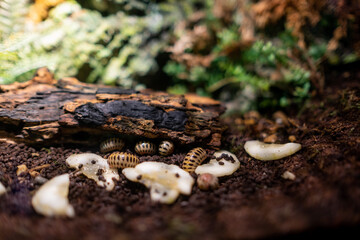Isopods eating food on ground, animal
