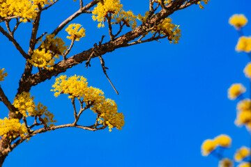 봄을 알리는 활짝 핀 산수유꽃과 파란색 하늘